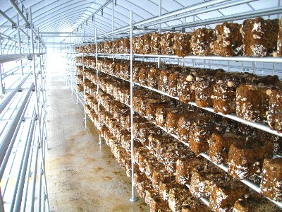 ���������ۏ��͔|�@�I�P