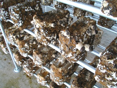 ���������ۏ��͔|�@�I�R