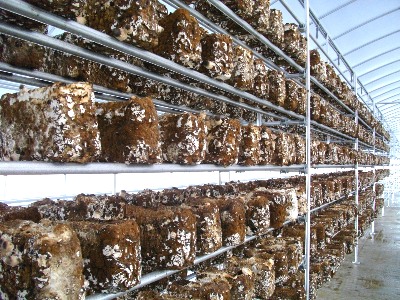 ���������ۏ��͔|�@�I�Q