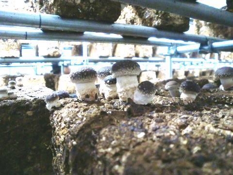 �ۏ����甭�������ő�