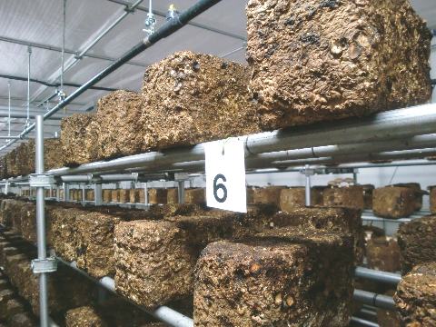 �ő��ۏ��̃A�b�v