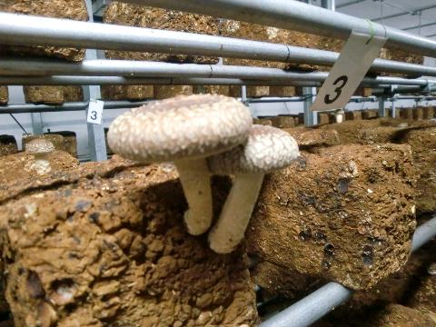 �ő��̐e�q�̐}�I