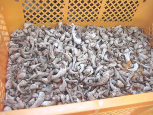 �V���������������ő�