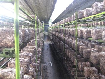 �ő��ۏ��p�I