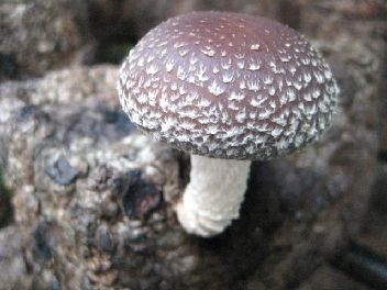 �Ղ�Ղ�̒ő�