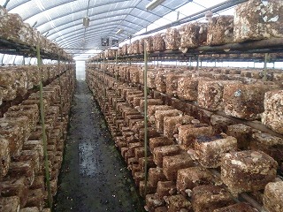 ���������͔|�ۏ��I��t