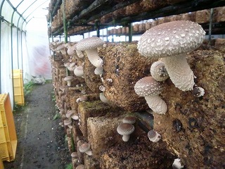 �ő��ʐ^�ߌi