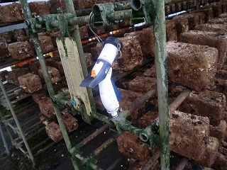 ���������͔|�n�E�X���̎U���p�m�Y��