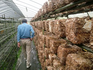 ���������͔|���؂��Q���o��