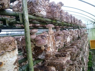 ���������͔|�P�Ԕ���