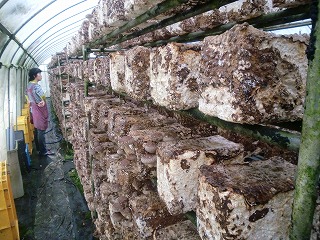 ���������͔|�ۏ���Ԋm�F