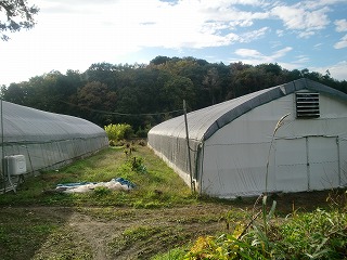 ���������͔|�n�E�X�Q��