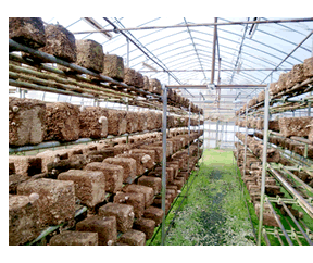 �ő��i���������j�����r�j�[���n�E�X����