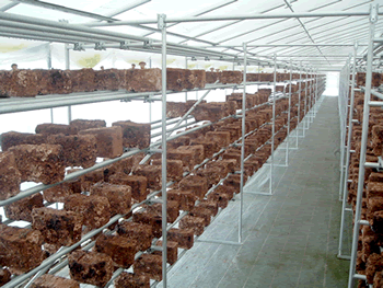 �s�̂̓S�p�C�v�𗘗p�����I�̂��������͔|��