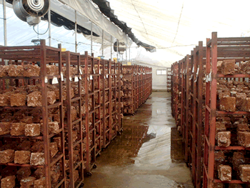 �t�H�[�N���t�g�ł��ړ��ł���I�̂��������͔|��