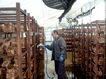 ���������ۏ��������̎U��