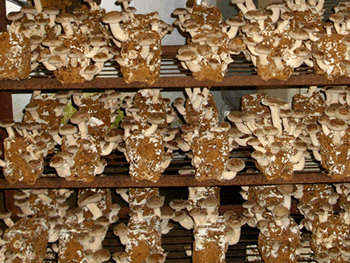 �ő��i���������j����