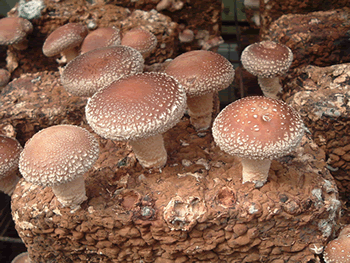 �ő��i���������j����