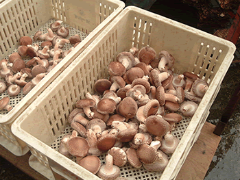 �ő��i���������j���n