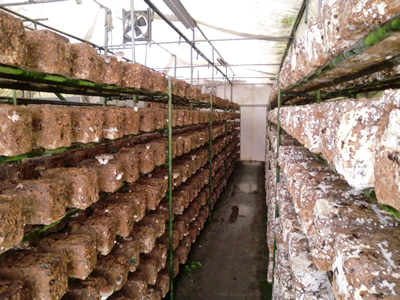 ���������͔|�n�E�X�̒�