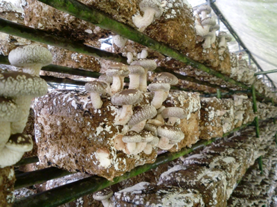 �͔|���̋ۏ����甭�������V�N�Ȃ�������