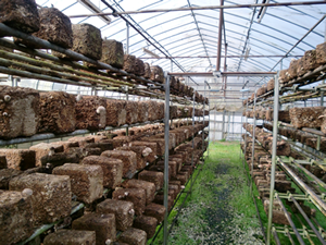 �������������p�n�E�X����