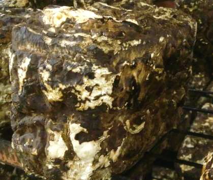 �ő��ۏ��͔|�A�J������