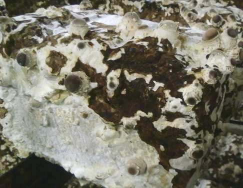 �ő��ۏ��͔|�A�J���Q����