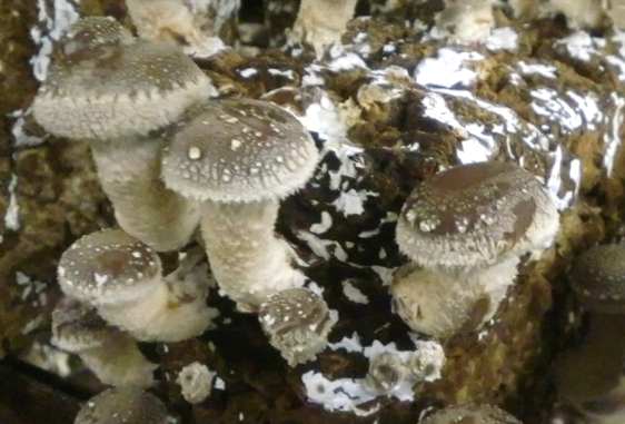 ���������ۏ��͔|�ł̂������������̗l�q