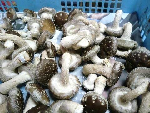 �ő��ۏ��͔|�A���n�i�I